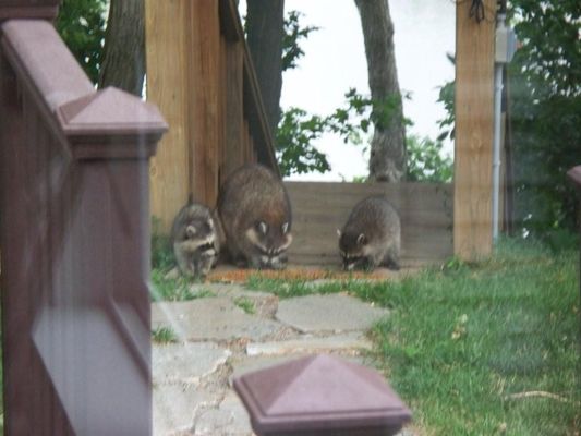 WaschbÃ¤ren
WaschbÃ¤r mit Jungen
