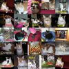 Dateiname=Katzenkinder_mit_Namen.jpg
Dateigröße=107KB
Abmessungen: 559x559
hinzugefügt am: 10. August 2007 Katzenkinder_mit_Namen.jpg