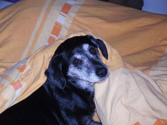 Mein Hund Blacky 16 Jahre alt!!!!!
