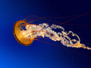 Dateiname=Jellyfish.jpg
Dateigröße=757KB
Abmessungen: 1024x768
hinzugefügt am: 23. Mai 2015 Jellyfish.jpg